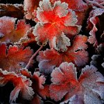 206 - THE RED COVERED WITH FROST - TUOMINEN LASSI - finland <div